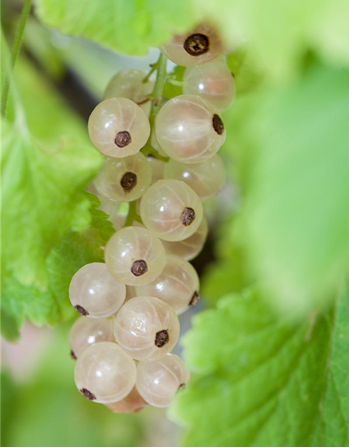 Ribes sativum 'Weiße Versailler'