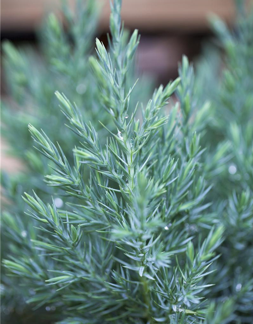 Juniperus chinensis 'Stricta'