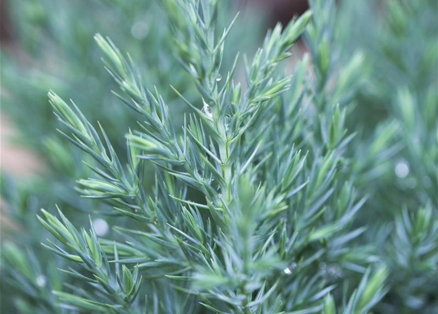 Juniperus chinensis 'Stricta'