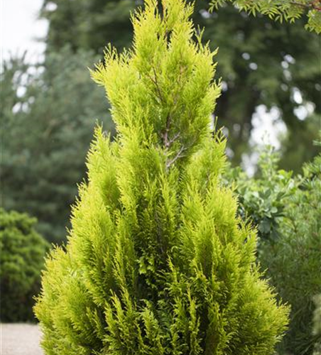 Thuja plicata '4ever Goldy'