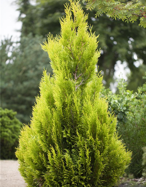 Thuja plicata '4ever Goldy'