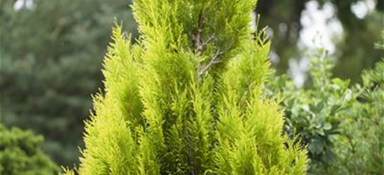 Thuja plicata '4ever Goldy'