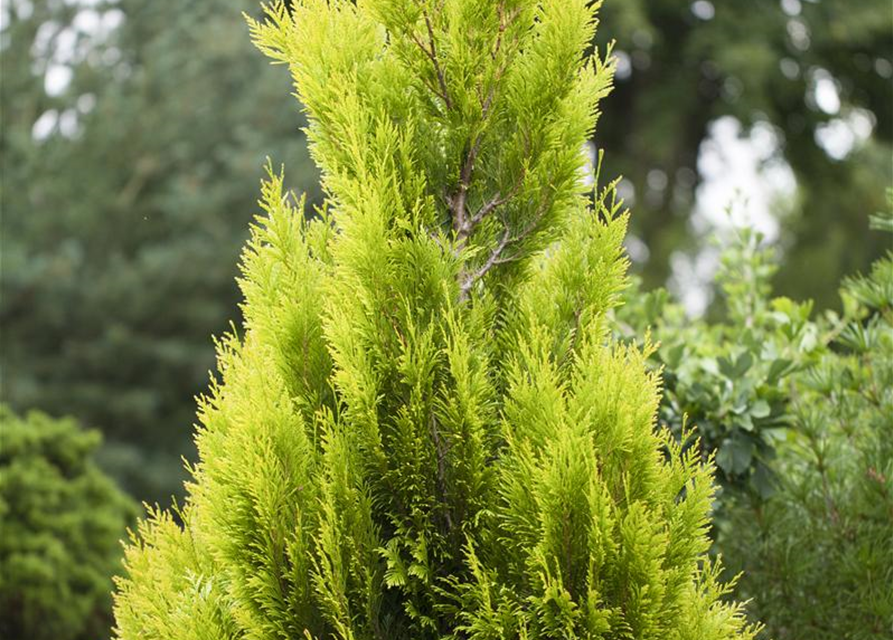 Thuja plicata '4ever Goldy'