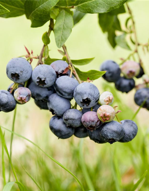 Vaccinium corymbosum 'Duke'