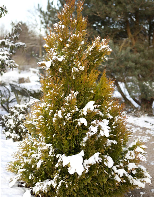 Thuja plicata '4ever Goldy'