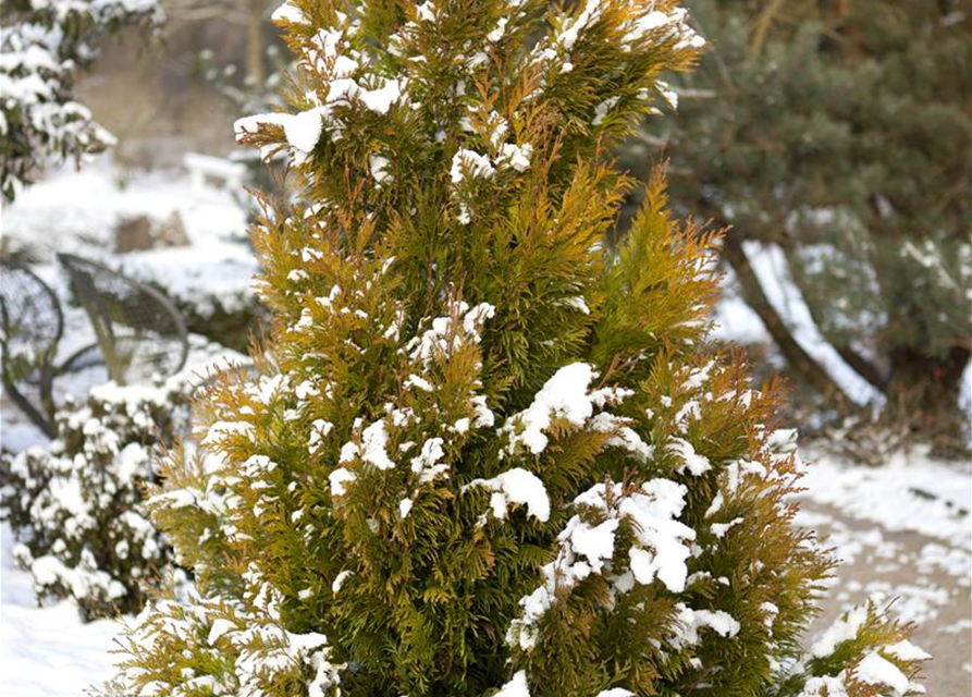 Thuja plicata '4ever Goldy'