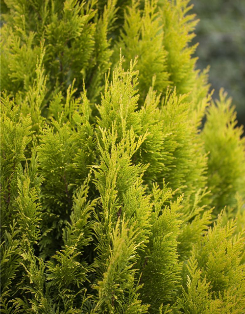 Thuja plicata '4ever Goldy'