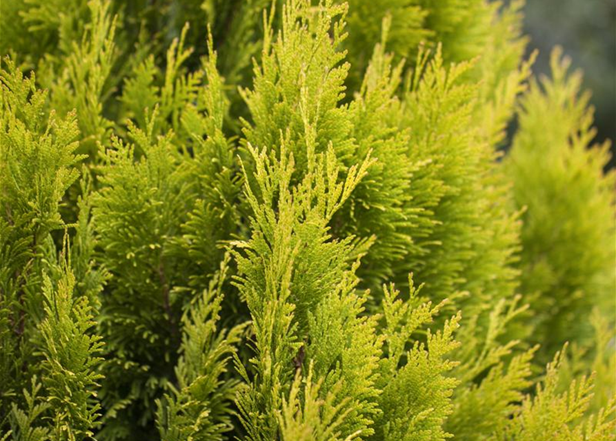 Thuja plicata '4ever Goldy'