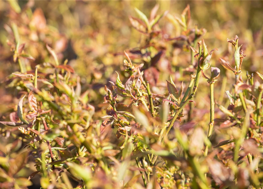 Vaccinium corymbosum 'Duke'