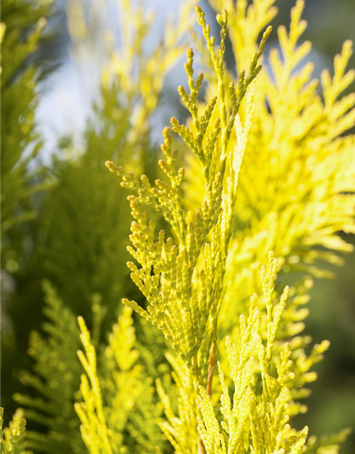 Thuja plicata '4ever Goldy'