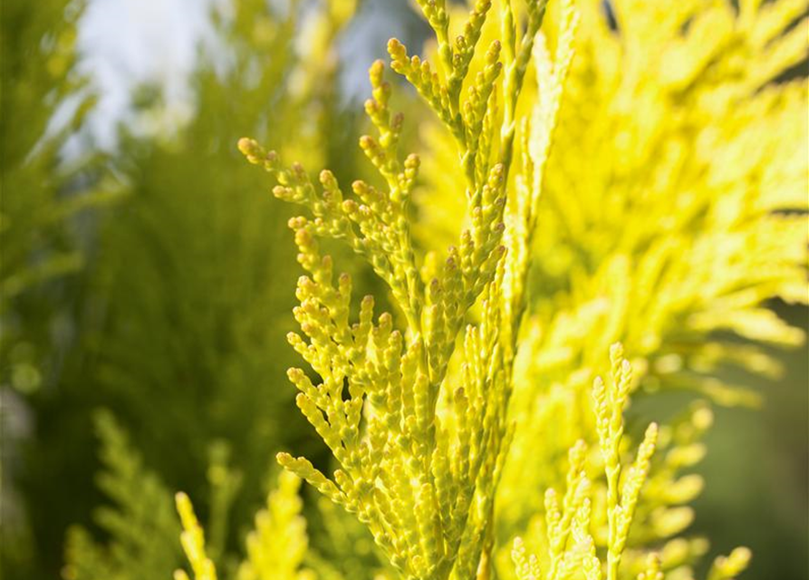 Thuja plicata '4ever Goldy'