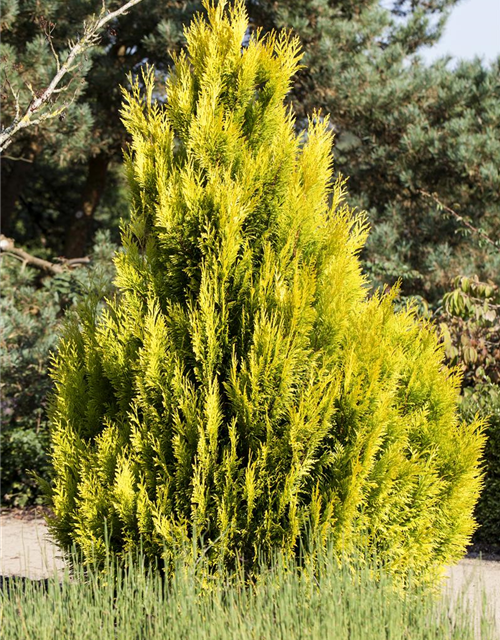 Thuja plicata '4ever Goldy'