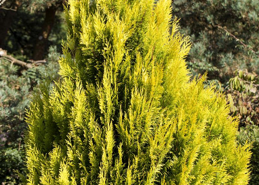 Thuja plicata '4ever Goldy'