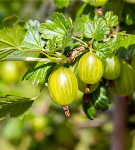 R Ribes uva-crispa 'Hinnonmäki gelb' CAC II