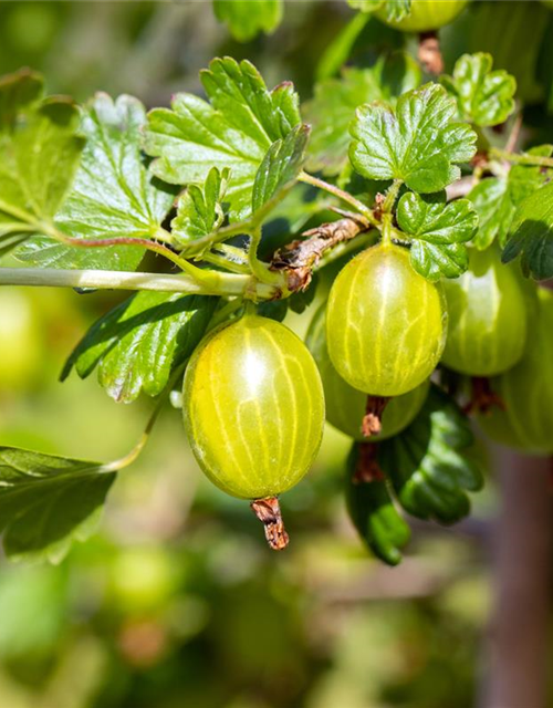 R Ribes uva-crispa 'Hinnonmäki gelb' CAC II