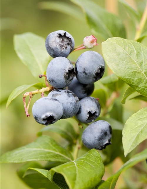 Heidelbeere Polar Fruits® 'Blueberry'