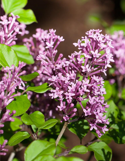 Edelflieder Bloomerang® 'Dark Purple'