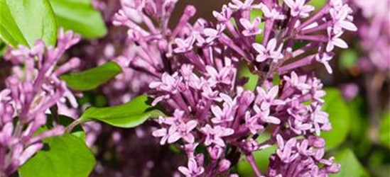 Syringa meyeri 'Palibin'