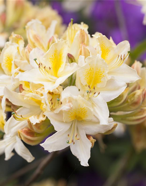 R Rhododendron luteum 'Daviesii'