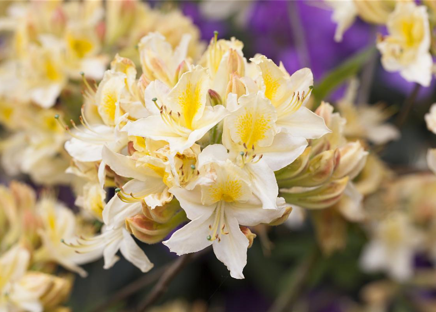 R Rhododendron luteum 'Daviesii'