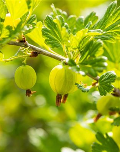 Ribes uva-crispa 'Hinnonmäki grün' CAC II