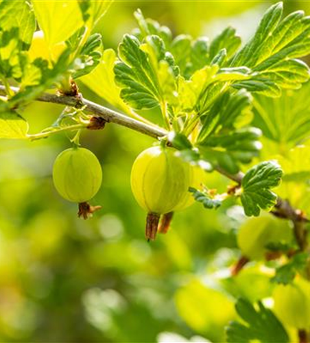 Ribes uva-crispa 'Hinnonmäki grün' CAC II