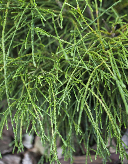 Thuja plicata 'Whipcord'