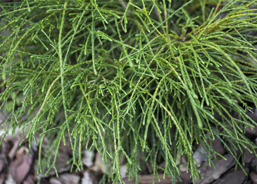 Thuja plicata 'Whipcord'