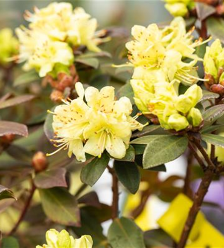 Rhododendron hanceanum 'Princess Anne'