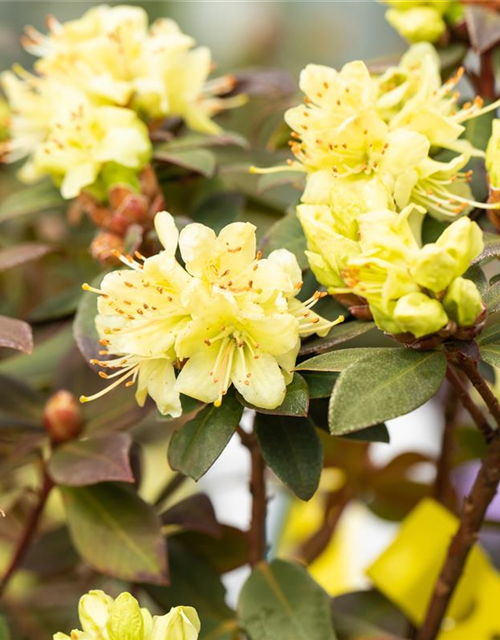 Rhododendron hanceanum 'Princess Anne'