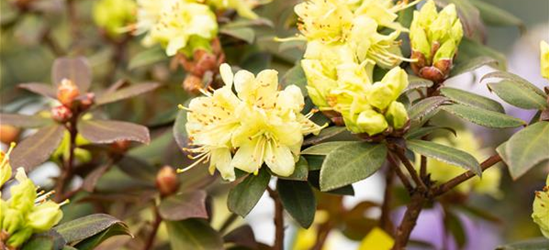 Rhododendron hanceanum 'Princess Anne'