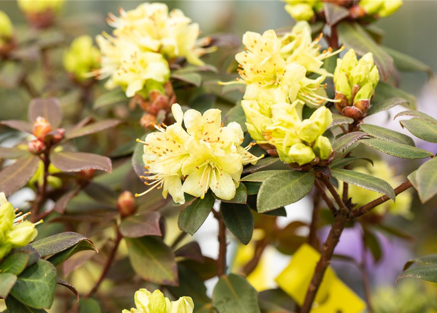 Rhododendron hanceanum 'Princess Anne'