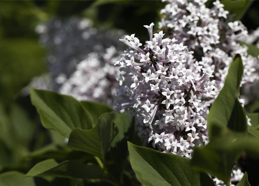 Syringa meyeri 'Palibin'