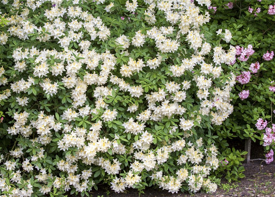 R Rhododendron luteum 'Daviesii'