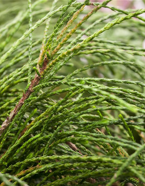 Thuja plicata 'Whipcord'