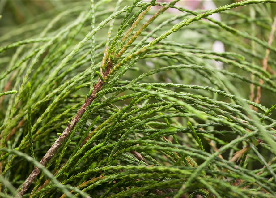 Thuja plicata 'Whipcord'