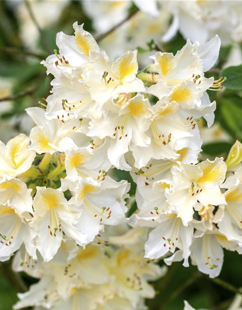 R Rhododendron luteum 'Daviesii'