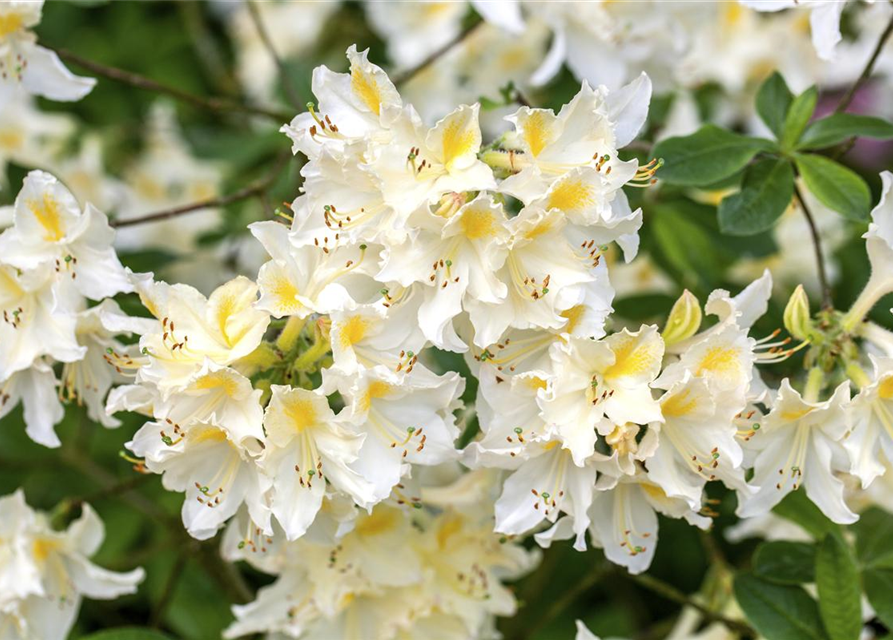 R Rhododendron luteum 'Daviesii'