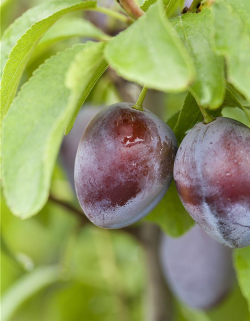 Zwetsche 'Bühler Frühzwetsche'