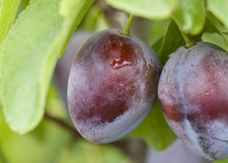 Zwetsche 'Bühler Frühzwetsche'