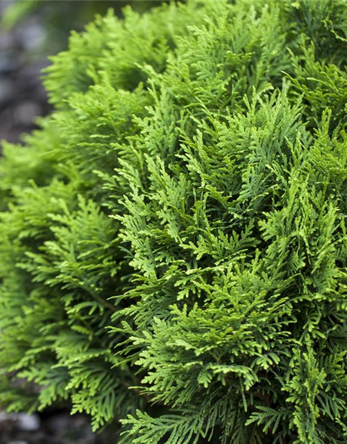 Thuja occidentalis 'Danica'