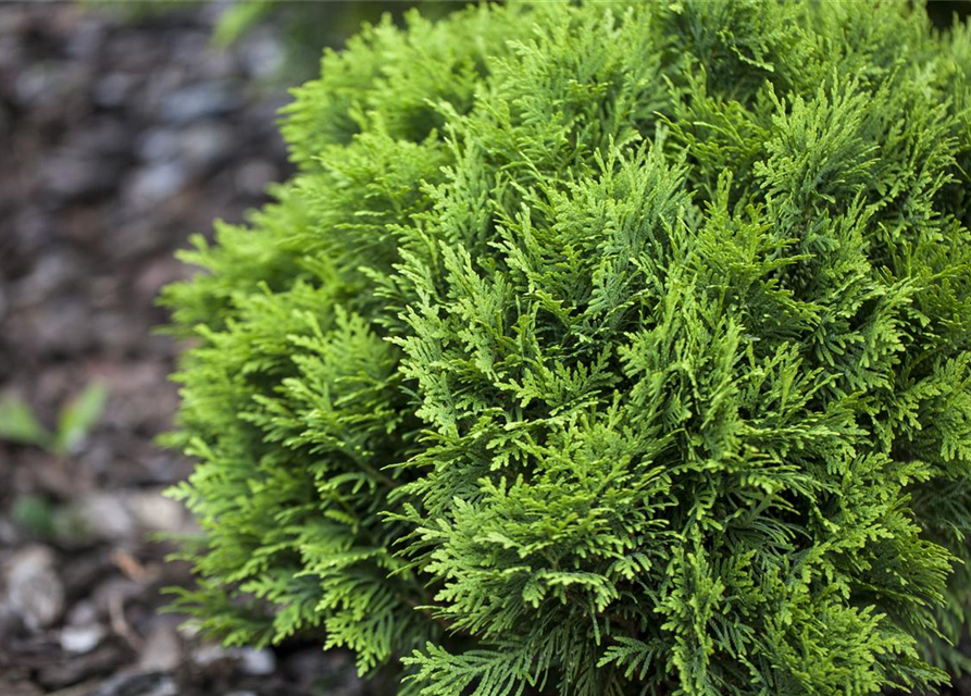 Thuja occidentalis 'Danica'