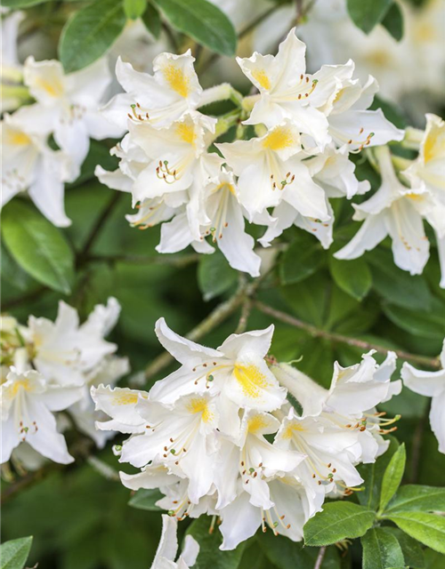 R Rhododendron luteum 'Daviesii'