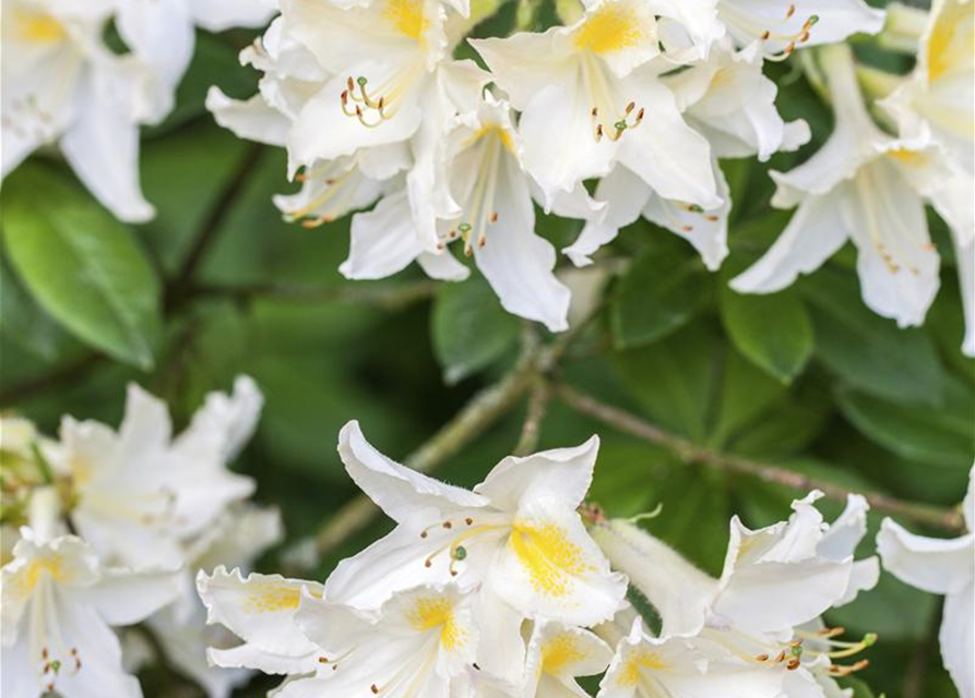 R Rhododendron luteum 'Daviesii'