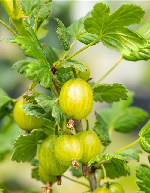 Stachelbeere Polar Fruits® 'Green Goose Berry'