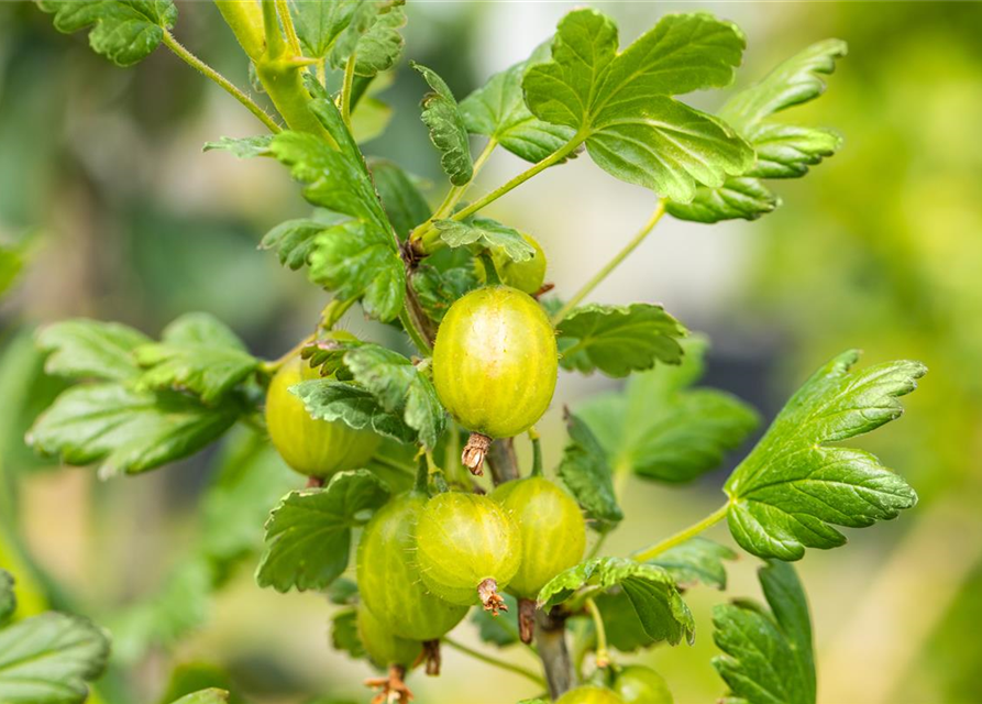 Stachelbeere Polar Fruits® 'Green Goose Berry'