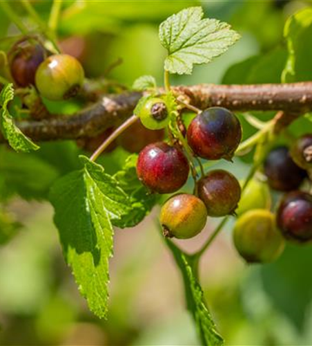 Ribes nigrum 'Ben Sarek' CAC