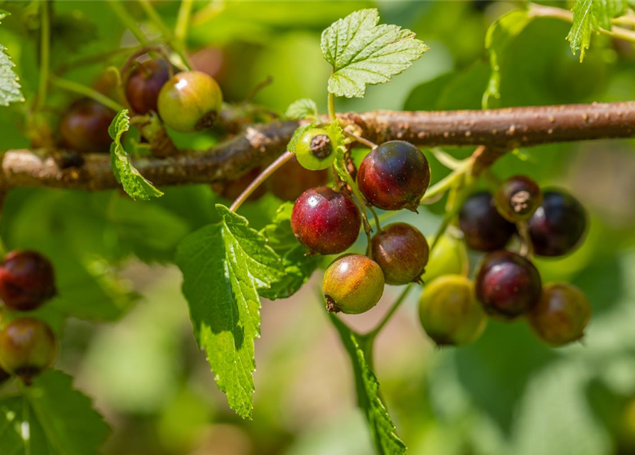 Ribes nigrum 'Ben Sarek' CAC