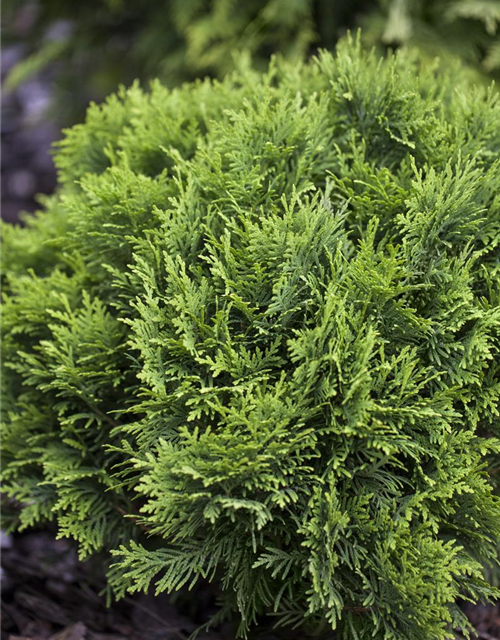 Thuja occidentalis 'Danica'