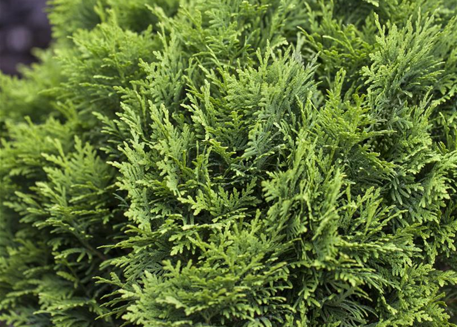 Thuja occidentalis 'Danica'